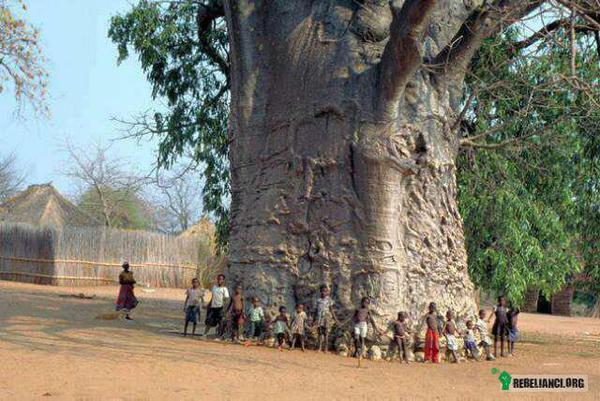 Drzewo szczęścia, drzewo życia. Baobab. –  