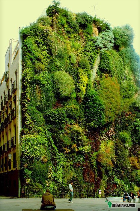 Ściana zieleni. – Wertykalny ogród w Madrycie. 