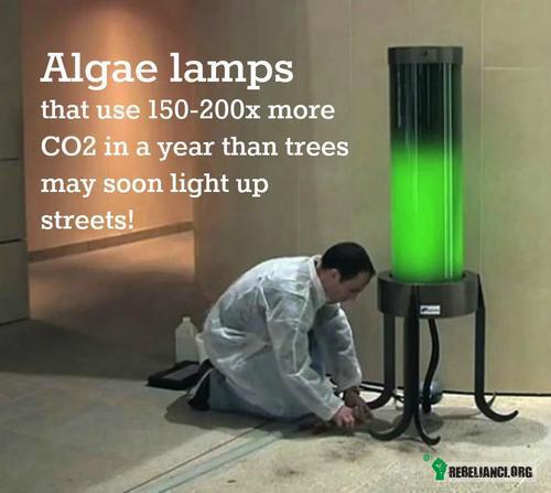 Wkrótce na ulicach :) – Lampa z algami, które przetwarzają 200 razy więcej CO2 niż drzewa. 