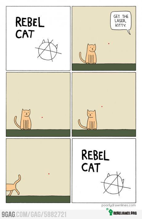 Rebel cat! –  