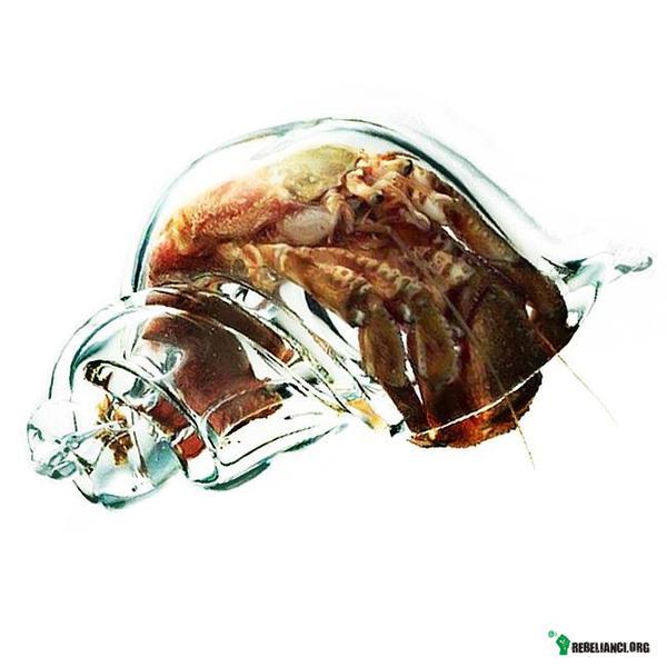 Krab – Badacze z Nowej Zelandii skonstruowali szklana muszlę, aby móc przyjrzeć się życiu codziennemu kraba. 