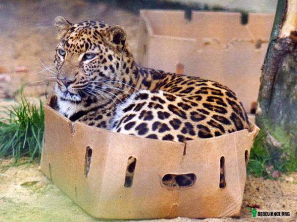 Wszystkie koty kochają pudełka –  