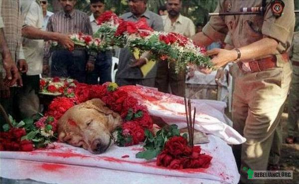 Pies bohater – Zanjeer, pies bohater, który uratował życie tysiącom mieszkańców Bombaju w 1993 roku. Wykrył ponad 3329 kilogramów materiałów wybuchowych, 600 detonatorów, 249 granatów ręcznych oraz 6406 serii nabojów. Pochowany został z pełnymi honorami. 