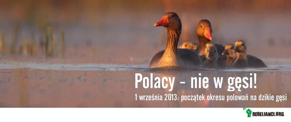 Polacy - nie w gęsi –  