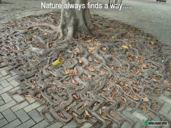 Natura zawsze znajdzie drogę –  
