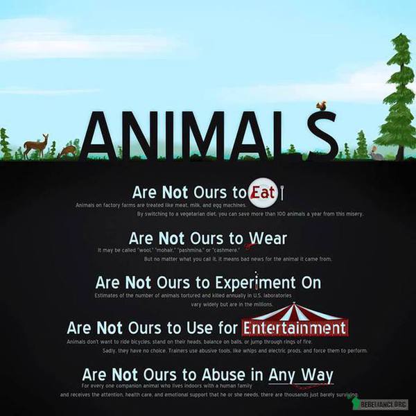 Zwierzęta -Go vegan –  