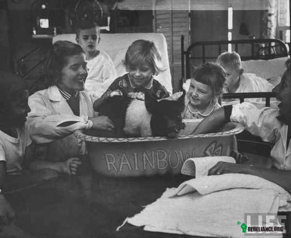 Szpital zwierzęcy – Dziwne, że dzisiaj się tego robi, zobaczcie tylko jaką radość mają te dzieciaki. Fotograf Francis Miller w 1956 roku odwiedził jeden z akademickich szpitali w stanie Michigan, aby przyjrzeć się wpływowi zwierząt na chore dzieci. 
Przez szpital przewijało się rocznie 3000 dzieci i regularnie urządzano tam pokazy zwierząt, aby mali pacjenci choć na chwilę zapomnieli o swoim cierpieniu. 