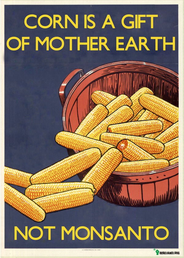 Kukurydza to dar Matki Ziemi,a nie Monsanto! –  
