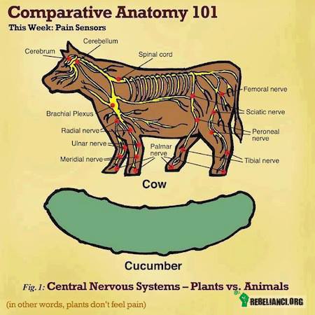 Układ nerwowy krowa i ogórek – Układ nerwowy, a szczególnie mózgowie osiąga u ssaków najwyższy stopień rozwoju spośród zwierząt. I taki oto ssak trafia na talerze. A może jednak ogórek? 