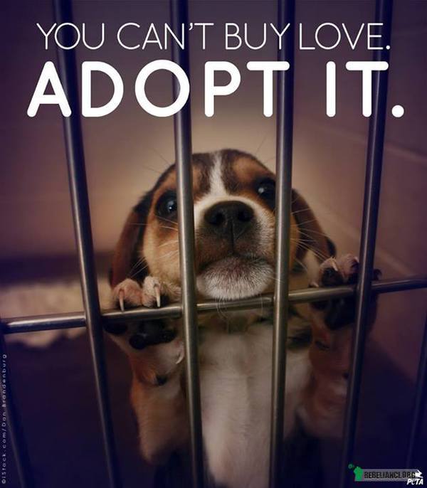 Nie możesz kupić miłości. Adoptuj ją. :) –  