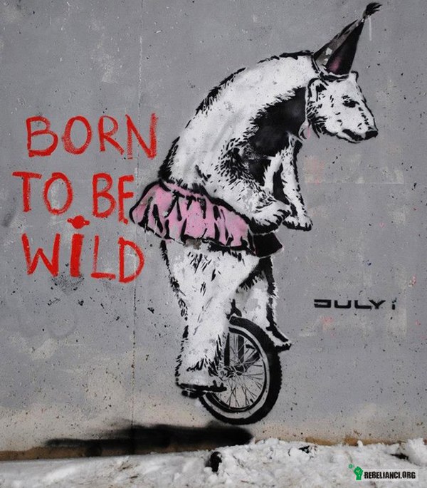 Born to be wild –  