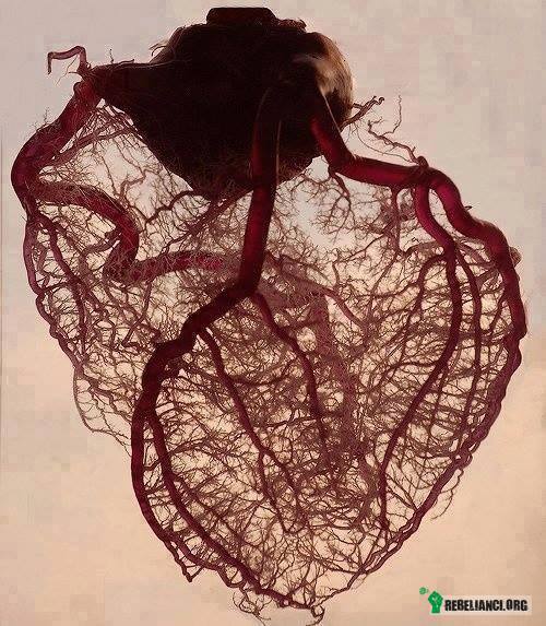 Tak wygląda sieć żył w sercu –  