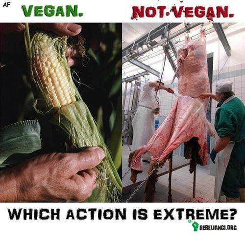 Które działanie jest bardziej skrajne? – Jakieś wątpliwości ? Wybierz weganizm! 