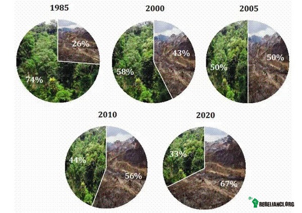 Wylesianie – Wycinanie lasów tropikalnych

Rośliny podczas wzrostu pochłaniają dwutlenek węgla i wbudowują go w siebie. Podczas spalania roślin i rozkładania się ściętego drewna zmagazynowany w nich węgiel trafia znów do atmosfery. W lasach będących w stanie równowagi ilość pochłanianego i uwalnianego dwutlenku węgla jest zbliżona i nie wpływa na globalny bilans dwutlenku węgla. Jednak masowe wycinanie lasów i zmniejszanie ich areału powoduje, że w wyniku naszej działalności zmagazynowany w roślinach węgiel trafia do atmosfery.

Rezultatem masowego wycinania lasów jest też pustynnienie terenów i zaburzenie gospodarki wodą. Na wylesionych gruntach woda spływa bez przeszkód unosząc ze sobą bryły ziemi i powodując osuwanie się terenu. W Azji Bangladesz jest regularnie pustoszony przez powodzie, gdyż ogołocono z lasów ściany Himalajów. Giną mieszkające w lasach gatunki zwierząt i cenne, nie poznane jeszcze rośliny. Zagrożeni są też pierwotni mieszkańcy lasów deszczowych.

W wielu ubogich krajach Afryki, Azji i Ameryki Południowej lasy tropikalne wycinane są w zastraszającym tempie. Co 3 lata na świecie znikają lasy tropikalne o powierzchni Polski. W niektórych krajach Afryki wyrębem lasów zajmuje się na co dzień aż 70% mieszkańców, dla których karczowanie lasów jest głównym źródłem dochodów. 60% wyciętych drzew przeznacza się na opał, karczuje się też pola pod nowe uprawy i pastwiska. Nikt nie myśli, co będzie, kiedy już zostanie wycięte ostatnie drzewo. Jak na razie więc większość mieszkańców konkuruje o zasoby według dewizy: &quot;spiesz się z wycinaniem drzew, żeby inni nie skorzystali na tym przed Tobą&quot;... Uboga gleba lasów tropikalnych nie nadaje się do celów rolniczych i hodowlanych. W Amazonii, aby wyżywić jedną krowę, trzeba wykarczować na pastwiska prawie 7 hektarów lasu. Pola założone na takich terenach po 2-3 latach przestają dawać plony, po czym trzeba karczować las na nowe pole.

Proces wylesiania jest nasilany przez budowę dróg. Zdjęcia pokazują Autostradę Transamazońską podczas budowy i kilka lat później. Na drugim zdjęciu wyraźnie widać wyrąb lasu wzdłuż autostrady. Konsekwencje mogą być dramatyczne. Wycinając lasy ludzie podcinają gałąź, na której siedzą. Lokalne społeczności niestety zazwyczaj koncentrują się na bieżących potrzebach, często nawet nie uświadamiając sobie konsekwencji swojego postępowania. Poziom świadomości, jak ważne są lasy z punktu widzenia absorpcji dwutlenku węgla, wykracza niestety poza zdolność pojmowania tubylców. Nie żebyśmy my, mieszkańcy Zachodu, byli znacznie lepsi i mądrzejsi - to międzynarodowe koncerny, zarówno wydobywcze, jak i żywnościowe finansują wyrąb lasów na największą skalę.

Jak policzyć wartość lasów i cenę, jaką ponosimy przez degradację środowiska naturalnego?

Lasy dostarczają nam żywności, drewna, zapewniają retencję, oczyszczają powietrze, produkują tlen, a wszystko to za darmo. Wycinane lasy, przestają świadczyć nam te usługi.
Zamiast tego trzeba budować zbiorniki retencyjne, uprawiać żywność, albo obyć się bez tego i ponosić koszty tej sytuacji w postaci powodzi czy erozji gleby. W obu przypadkach oznacza to bezpośrednie koszty finansowe.
Kilka lat temu wydawało się, że będzie lepiej - tempo wylesiania spadło. W Brazylii ustanowiono mądre prawa, zgodnie z którymi właściciel lasu miał prawo wyciąć jedynie 20%, a 80% powinien zostawić w stanie nienaruszonym. Jednak tempo wylesiania znowu wzrasta. Presję na karczowanie dżungli nasilają znane nam dobrze zjawiska - run na tereny pod uprawę biopaliw, poszukiwanie i podejmowanie wydobycia w dziewiczych rejonach Amazonii (i gdziekolwiek tylko są szanse dobrać się do pozostałych jeszcze zasobów ropy) oraz, związana z kryzysem żywnościowym i rosnącymi cenami jedzenia, presja na zwiększanie areału terenów uprawnych. Wszystko to spowodowało, że w 2007 roku Indonezja i Brazylia znalazły się na 3 i 4 miejscu, zaraz za Chinami i USA, w rankingu krajów odpowiadających za największą emisję dwutlenku węgla na świecie.  
Więcej:
http://ziemianarozdrozu.pl/encyklopedia/49/niszczenie-lasow-tropikalnych 