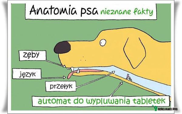 Anatomia psa –  