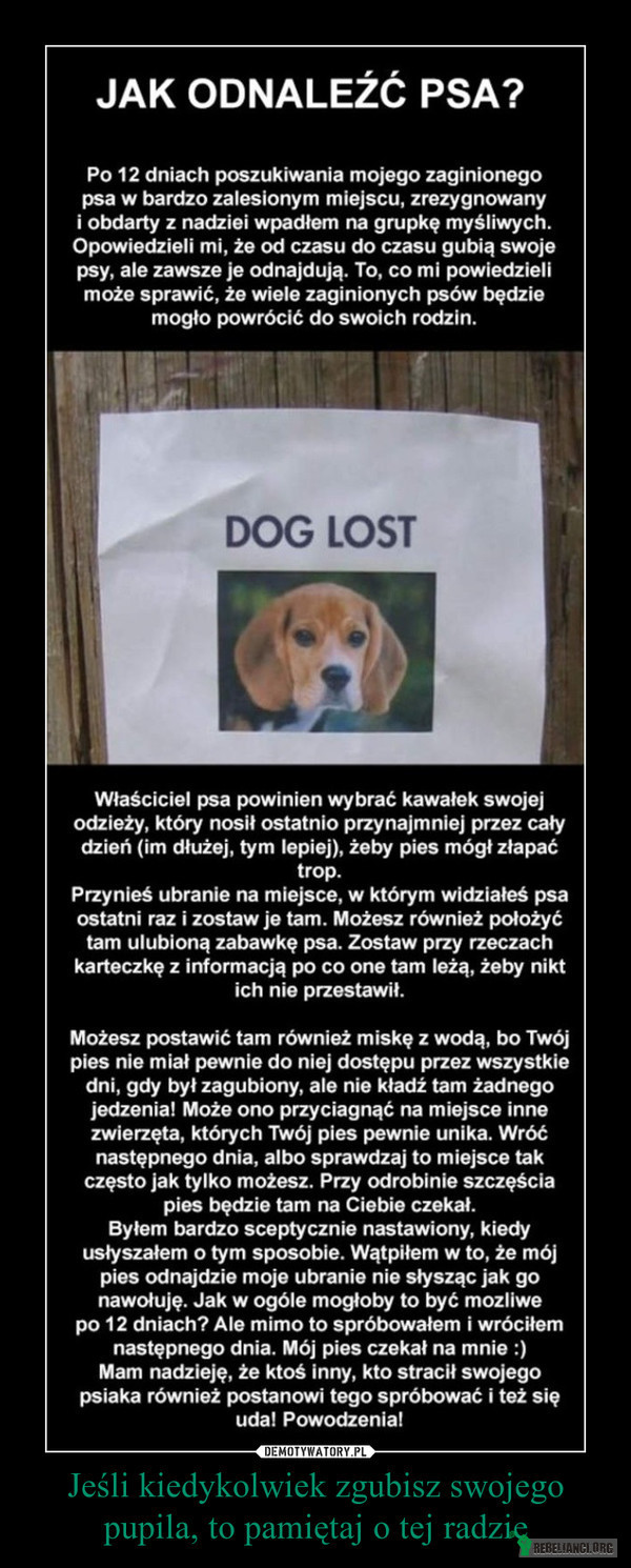 GDY ZAGINIE TWÓJ PIES – Witam, znalazłam bardzo pożyteczną informację, jak odnaleźć psa gdy zaginie.  Może komuś pomoże. 