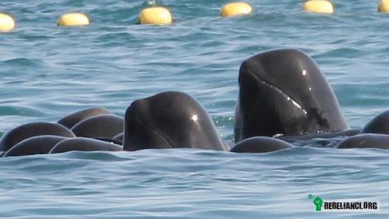 Petycja. – W Taiji, w Japonii trwa sezon rybacki na delfiny i walenie. Robimy co możemy aby to powstrzymać. Tym razem udało im się schwytać stado ponad 100 waleni -za kilka godzin zostaną brutalnie zabite.
Pod tym linkiem znajduje się petycja:

http://www.change.org/petitions/bbc-less-than-7-hours-to-save-100-120-trapped-pilot-whales 
