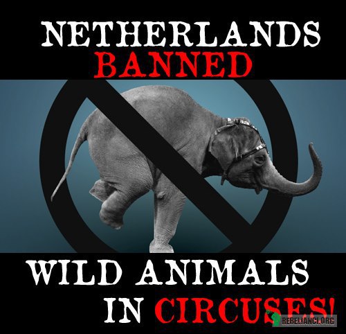 Holandia zakazała wykorzystywania zwierząt w cyrkach! – Po latach przepychanek, rząd Holandii wreszcie zakazał wykorzystywania zwierząt w cyrkach. A wszystko to dzięki wieloletnim staraniom fundacji Wilde Dieren de Tent Uit, która teraz pomoże w znalezieniu zwierzakom nowych domów 