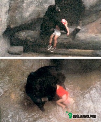 Bardziej ludzkie od ludzi – Binti Jua – gorylica nizinna, znana z wydarzenia mającego miejsce 16 sierpnia 1996 roku. Wtedy to, w Brookfield Zoo, kiedy do betonowej fosy otaczającej wybieg goryli wpadł trzyletni chłopczyk, Binti Jua (z przytuloną do siebie 17-miesięczną córką) natychmiast ruszyła w stronę nieprzytomnego dziecka, bardzo delikatnie podniosła je z ziemi i przeniosła do bramki, gdzie czekali już opiekunowie, w międzyczasie zanurzając jeszcze głowę chłopca w wodzie, chcąc go ocucić. Poszkodowany chłopiec po spędzeniu czterech dni w szpitalu wrócił do zdrowia.

http://en.wikipedia.org/wiki/Binti_Jua 