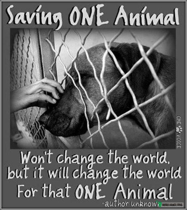 Uratowanie – Uratowanie jednego zwierzęcia nie zmieni świata, ale zmieni świat tego jednego zwierzęcia. 