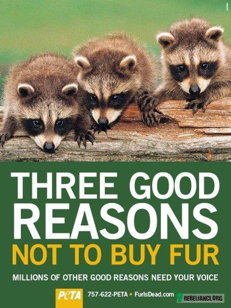 3 dobre powody – 3 dobre powody by nie kupić futra.
Miliony innych dobrych powodów 
potrzebują Twojego głosu. 