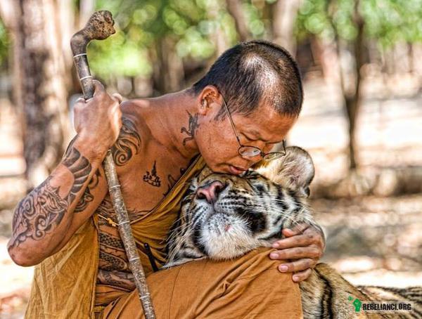 Swiątynia Tygrysów – Jednym z najbardziej znanych miejsc ochrony tygrysów jest Świątynia Tygrysów – buddyjski klasztor położony w Prowincji Kanchanaburi (zachodnia Tajlandia), ok. 300 km od Bangkoku. Mnisi z klasztoru opiekują się tygrysimi sierotami przyniesionymi przez okolicznych wieśniaków. Pierwsze tygrysię trafiło do świątyni w 1999 roku. Tygrysy wychowane wśród ludzi są na wpół oswojone i akceptują mnichów jako członków swojej społeczności. Od czasu rozpoczęcia działalności Świątyni żaden kot nie zaatakował człowieka. Obecnie w klasztorze żyje kilkanaście tygrysów. Świątynia jest otwarta dla turystów, ale budowany jest jednak teren, na którym młode tygrysy będą rosnąć przy minimalnym kontakcie z ludźmi. Dzięki temu tygrysy z nowego pokolenia będzie można przywrócić naturze. 