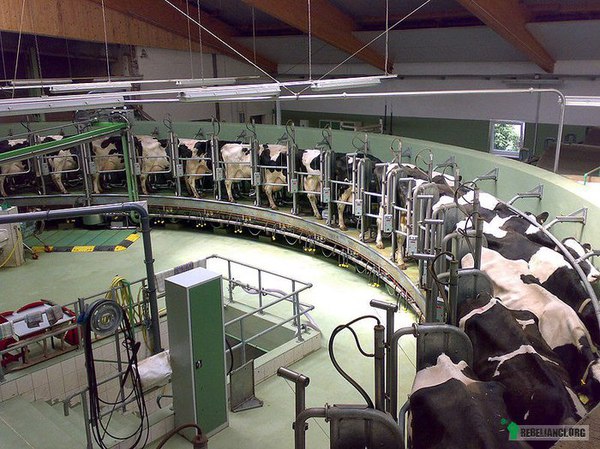 Jak powstaje mleko – W wielkich zakładach samice krów umieszczane są w specjalnych boksach ze stojakami umożliwiającymi bykowi zapładnianie ich. Głównym celem jest ciągłe utrzymywanie ich w ciąży i tym samym zmuszenie do nieustannej produkcji mleka. Jeśli krowa urodzi samca, ten po kilku dniach jest od niej zabierany do rzeźni, aby nie wypijał jej mleka. Samice natomiast wychowywane są zgodnie ze wzorcem krowy dojnej - odstawia się ją od matki i karmi specjalną formułą zastępującą naturalne mleko. Podobnie jak matka spędzi życie w małym, zamkniętym pomieszczeniu bez okien. Ból i stres, który towarzyszy bezustannie zapładnianym i oddzielanym od potomstwa krowom ma ogromny wpływ na długość ich życia. Podczas gdy w naturalnych warunkach zwierzę to żyje do 20 lat, w nowoczesnych fabrykach mleka, krowa kończy swój żywot w wieku 5 lat. Z boksu, w którym spędziła całe swoje życie, trafia prosto do rzeźni. 