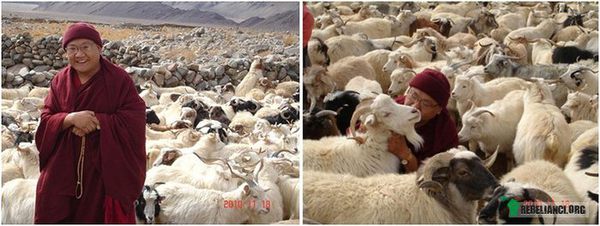 Mnich – Tybetański mnich wśród kóz wykupionych z transportu do rzeźni. 