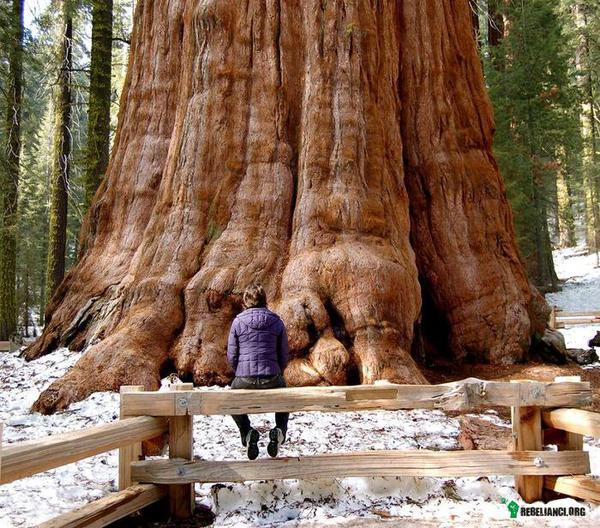 Pod drzewem. – Największe drzewo świata - licząca ponad 2 tys. lat sekwoja generał Sherman. Rośnie w Kalifornii. 