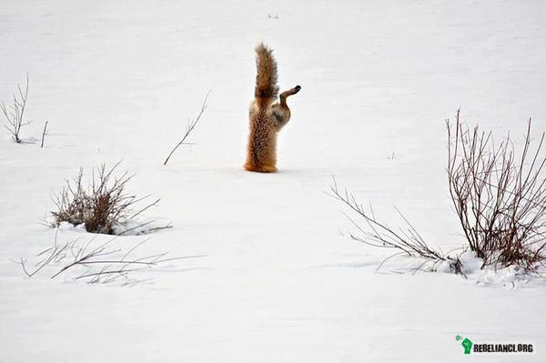 Śnieg i lis – Zima w pełni, śnieg sypie, a biedne lisy nie maja co jeść. Ten tutaj namierzył mysz i właśnie usiłuje ja złapać... 