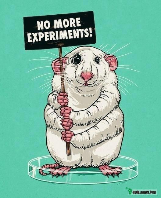 Koniec z testowaniem kosmetyków na zwierzętach na terenie UE! – Najwyższy czas:) 