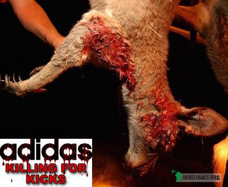 Adidas - zabijanie dla sportu – Firma Adidas produkuje buty ze skóry kangurów. 