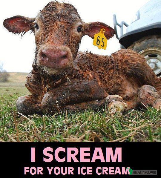 Mleko. – ...aby wyprodukować mleko, krowa koniecznie musi mieć wcześniej cielę, które następnie wydziera się jej nie później niż w ciągu 4 dni od urodzenia. Wtedy zamiast wytwarzać 3 litry mleka dziennie dla swojego cielaka krowa produkuje 30 litrów mleka dla ludzi... 