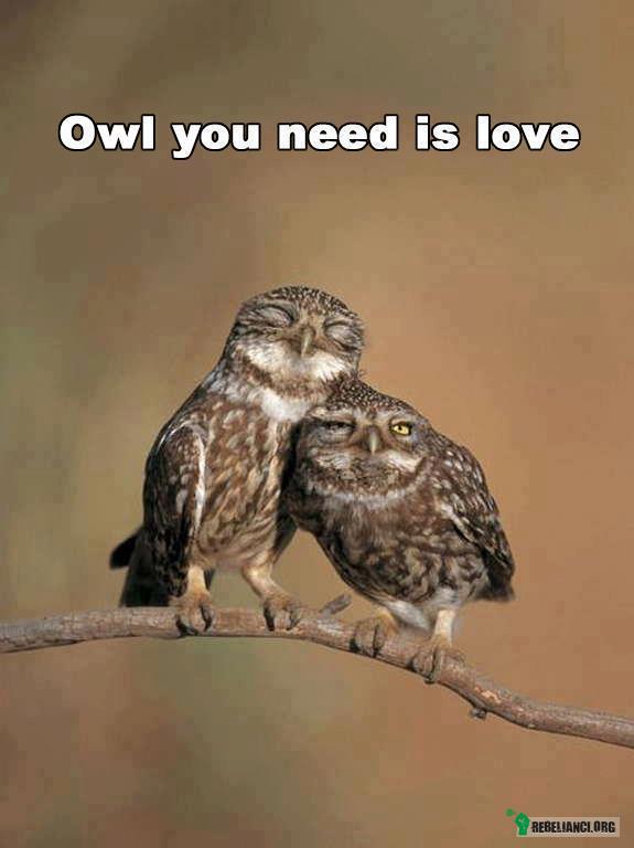 Owl you need is love! –  