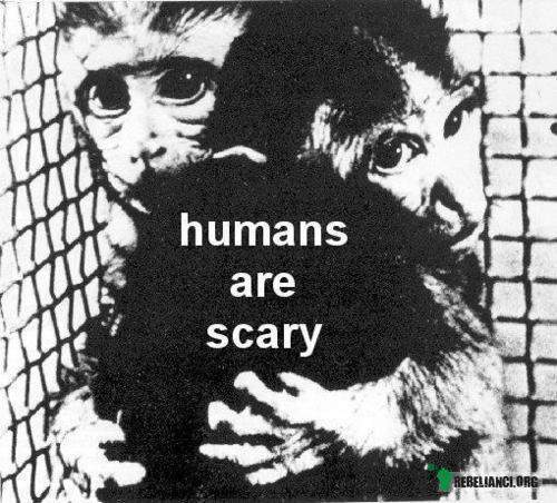Humans are scary –  