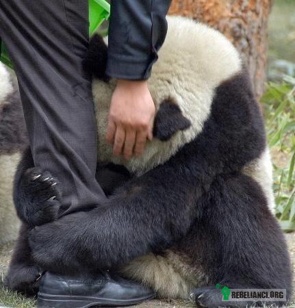 Przestraszona panda przytula się do nogi chińskiego policjanta – Po trzęsieniu ziemi, przestraszony zwierzak przytulił się do nogi policjanta. 