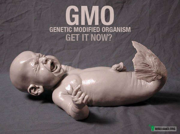 GMO –  