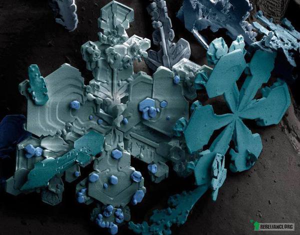 Śnieg pod mikroskopem –  