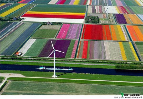 Farma tulipanów. Holandia. –  