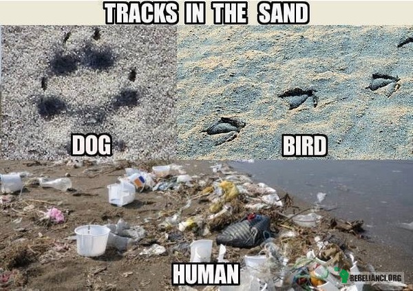 Ślady na piasku –  