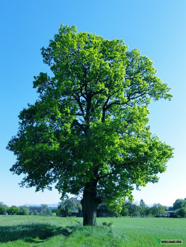 Szanuj drzewa ! – Jedno duże drzewo jest w stanie pochłonąć 22,7 kg dwutlenku węgla rocznie, jednocześnie produkując ilość tlenu wystarczającą do utrzymania przy życiu dwóch ludzi. 