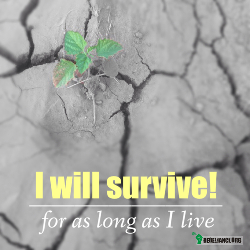 Survive –  