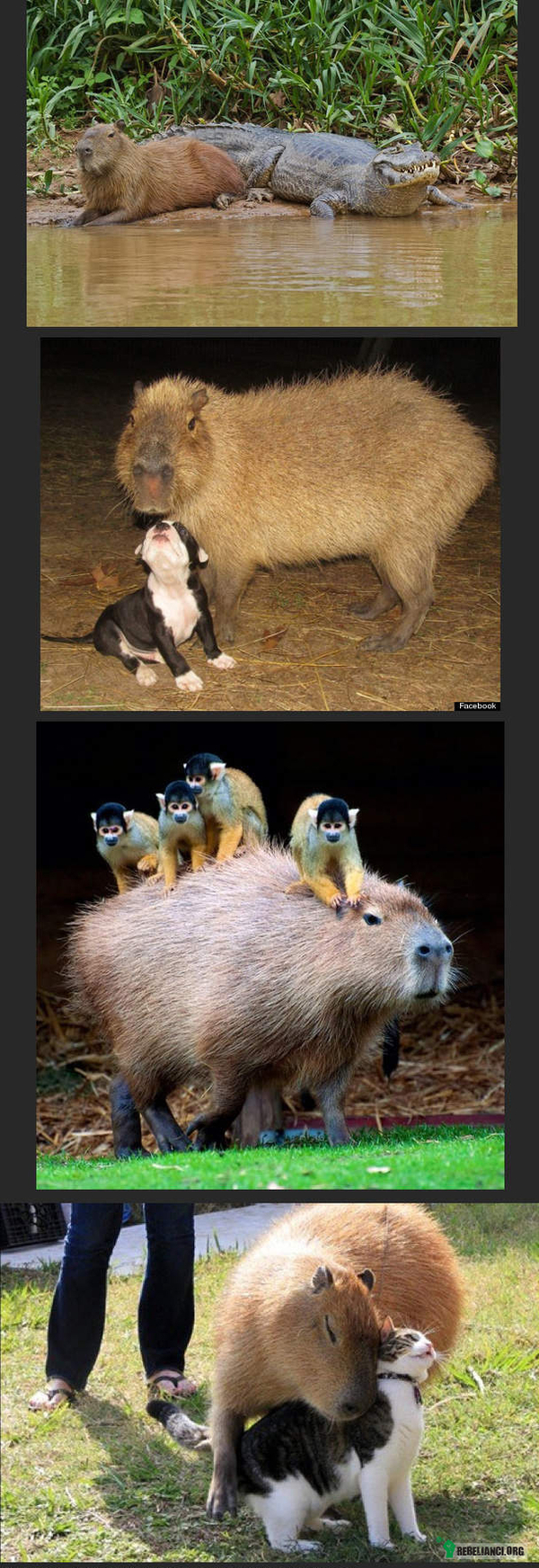 Kapibara - największy gryzoń na swiecie –  