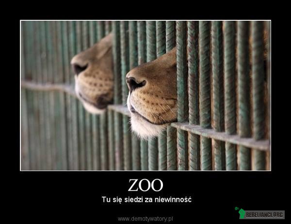 Zoo –  