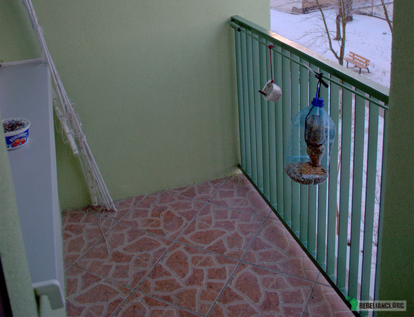 Mój ptasi balkon przygotowany na zime :) – A Twój? Dokarmianie ptaków zimą nie musi wiele kosztować, a przynosi ogromną radość. Wystarczy plastikowy pojemniczek, kostka smalcu i drobne ziarna. Lub sam smalec na sznureczku. Pomagajmy naszym małym braciom przetrwać zime! 