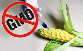 Stop GMO podpisz petycję link w opisie – http://action.sumofus.org/a/brazil-terminator-seeds/4/2/?sub=taf 