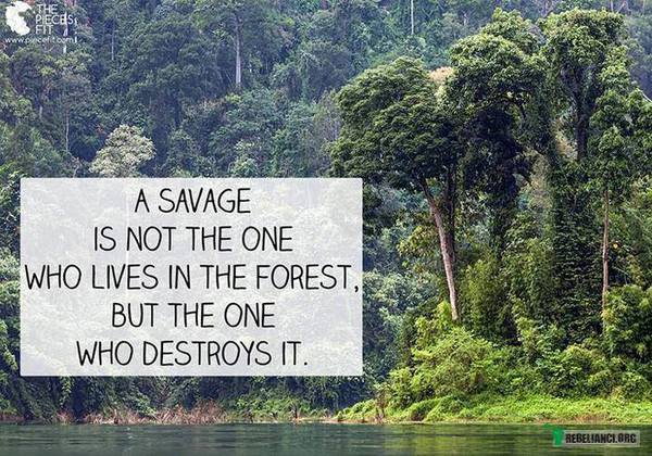 Dzikusem nie jest ten który mieszka w lesie – lecz ten który ten las niszczy 