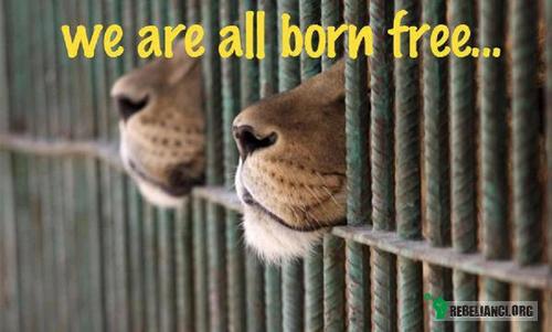 Wszyscy rodzimy się wolni. –  