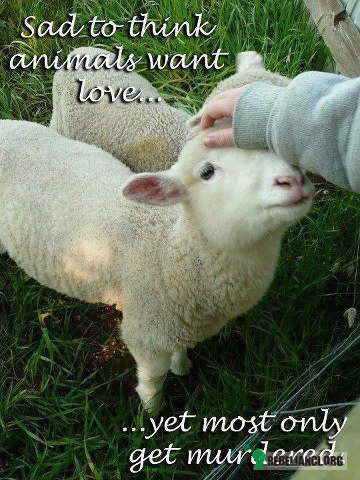 Takie to smutne – Smutne gdy pomyśleć, że zwierzęta pragną tylko naszej miłości, jednak zwykle otrzymują od nast tylko okrutną śmierć 