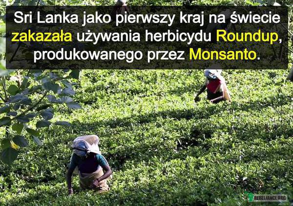 Roundup zakazany na Sri Lance! – http://ekoprzewodnik.pl/blog/2014/03/3/herbicyd_roundaup/ 